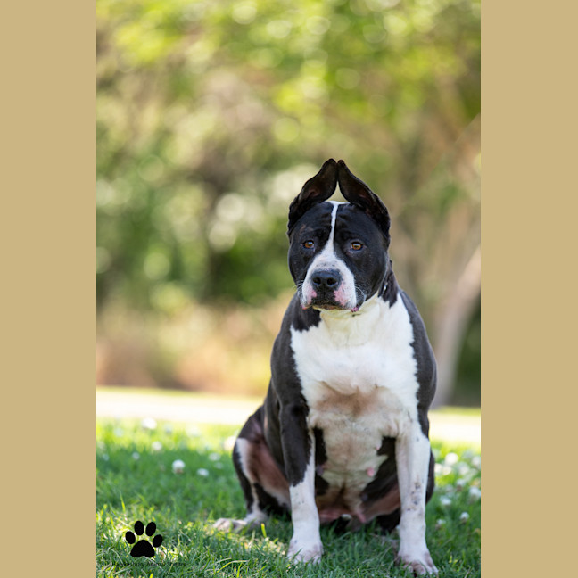 Photo of Bella