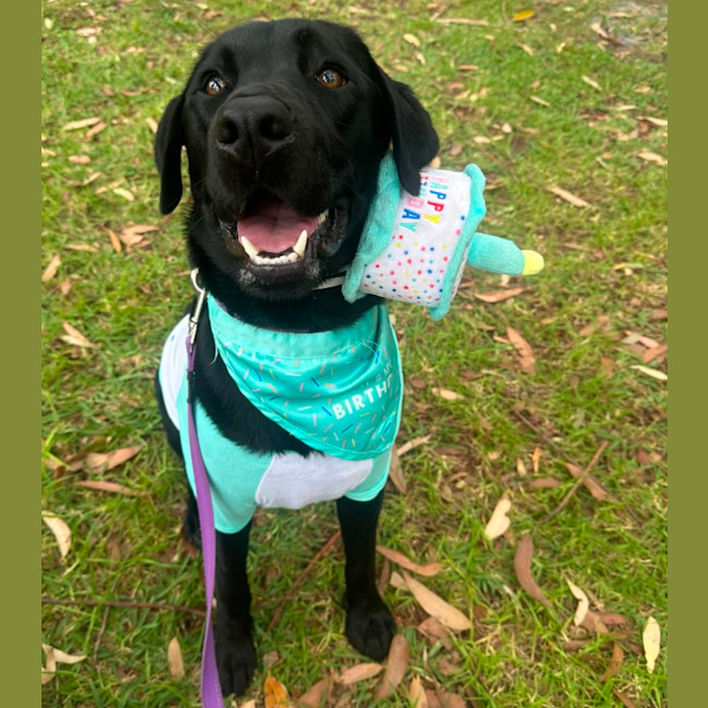 Photo of Zeus   1 Year Old Labrador