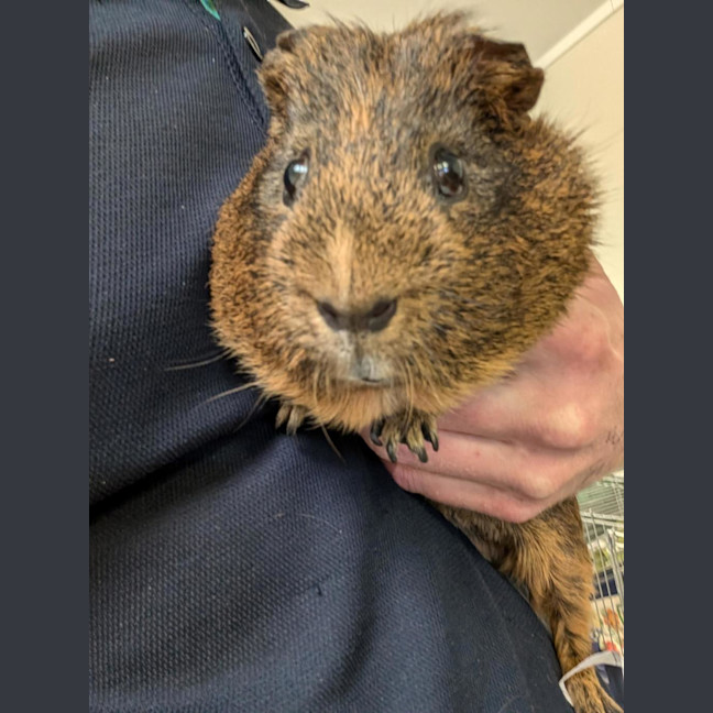 Photo of Porkie