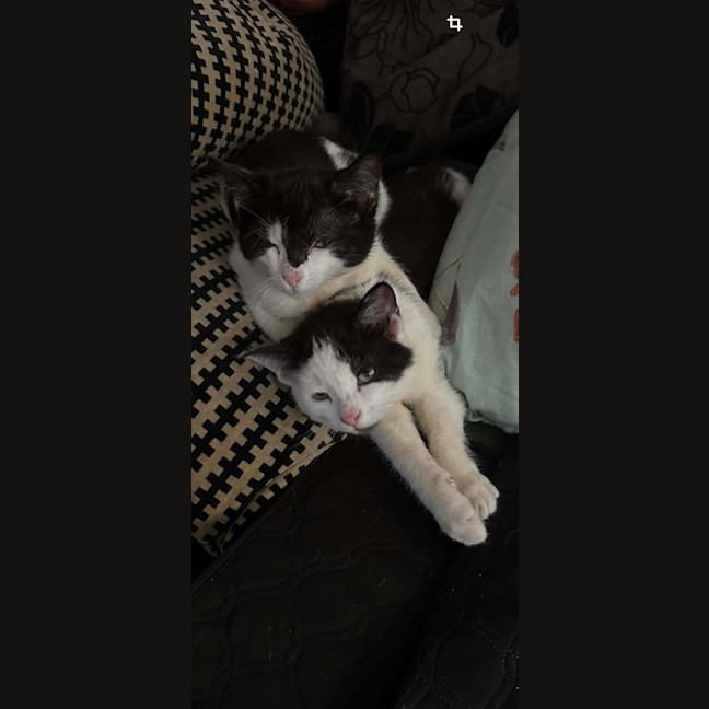 Photo of Gizmo / Molly Moo