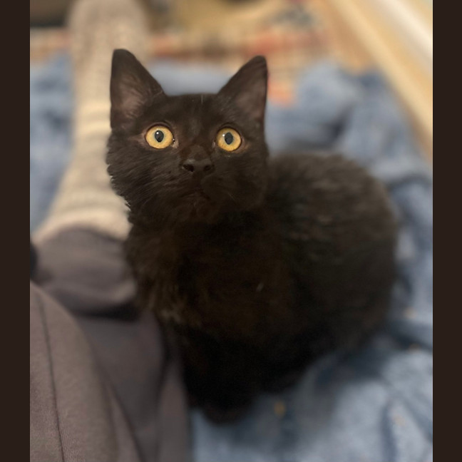 Photo of Smudge