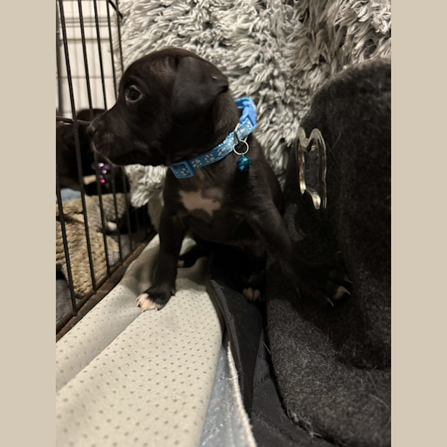 Photo of Collar Light Blue 