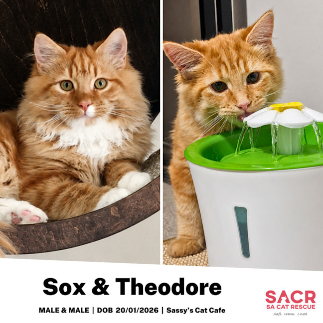 Photo of Sox & Theodore