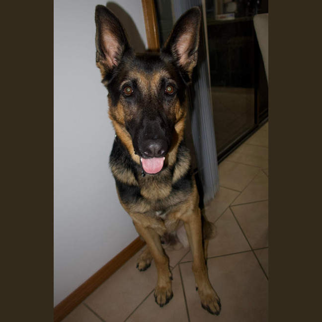 Photo of Maxamillion (Max)
