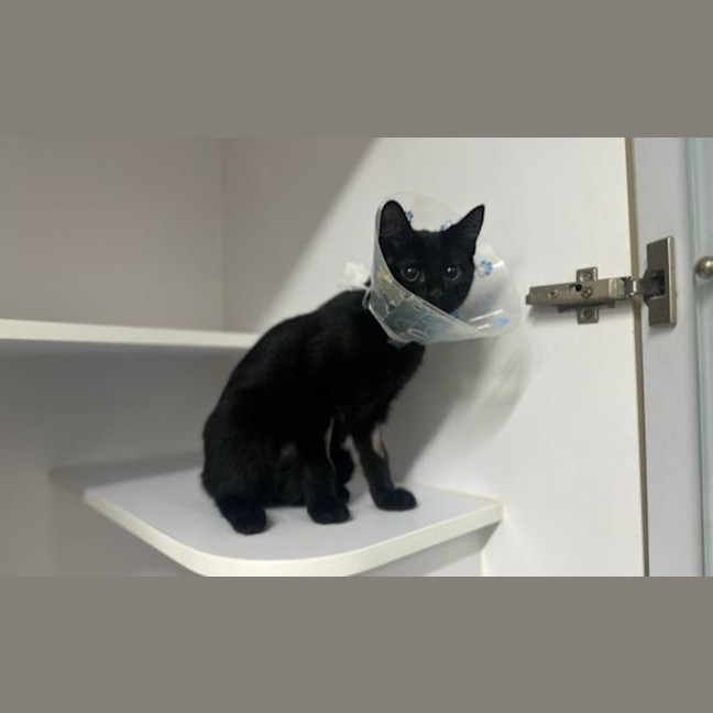 Photo of Kiki