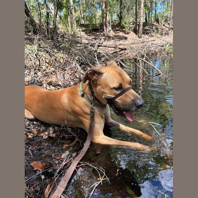 Photo of Romeo