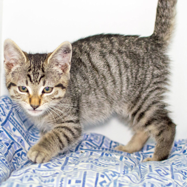 Photo of Bodie