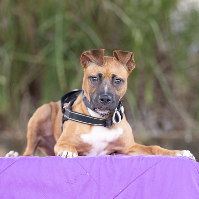 Photo of Sage