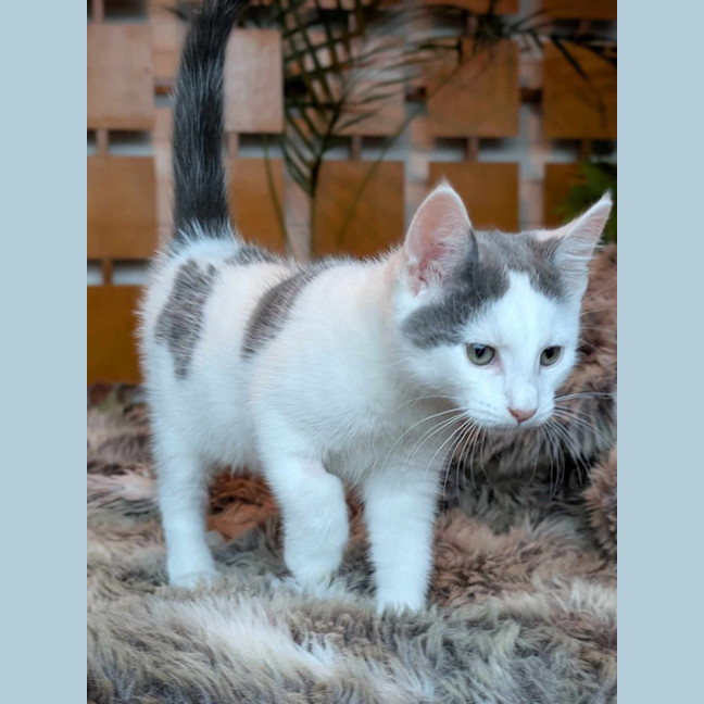 Photo of Tony Soprano   Located In Pascoe Vale South 