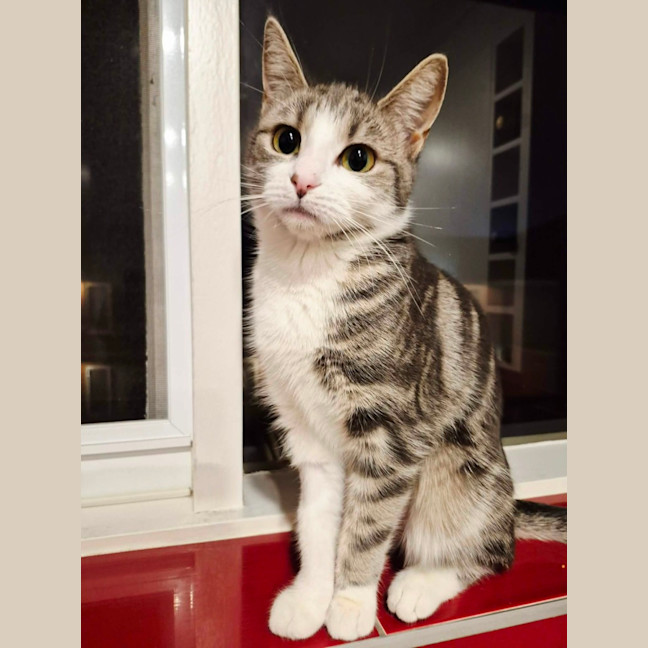 Photo of Lulu   Meet Me @ Petstock Prahran