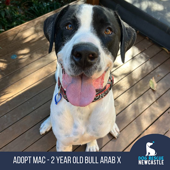 Photo of Mac   2 Year Old Bull Arab X