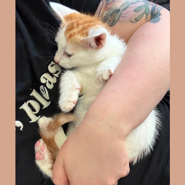 Photo of Bean **2nd Chance Cat Rescue**