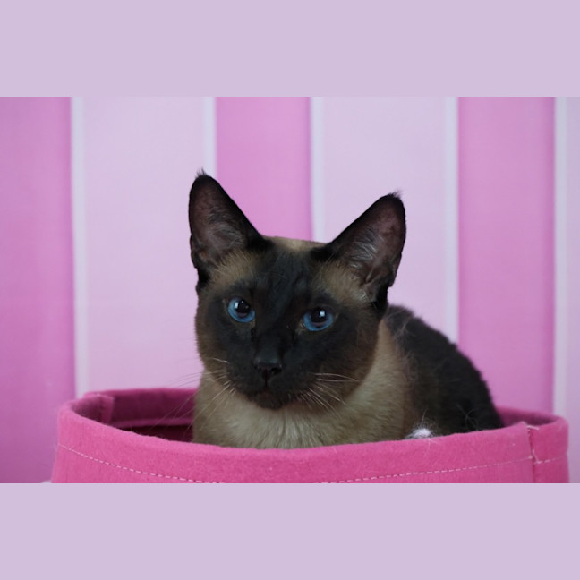 Photo of Skadi And Freya