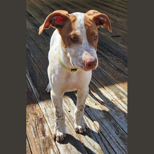 Photo of Dolly 