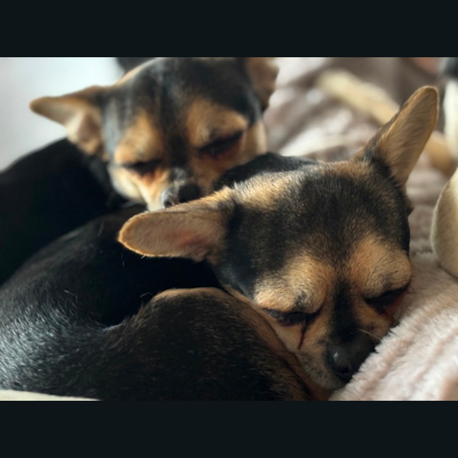 Photo of Apple & Orange