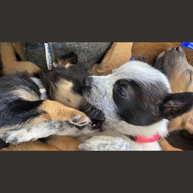 Photo of Oreo   8 Week Old Kelpie X (Trial)