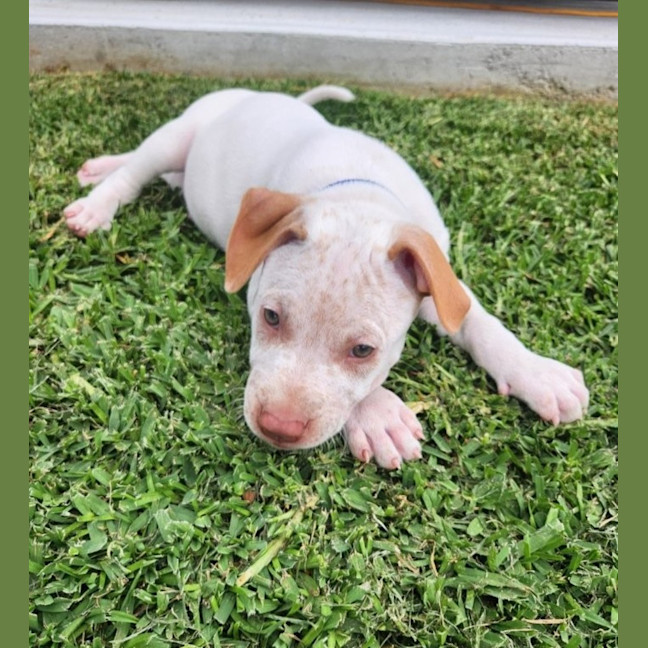 Photo of Marty   8 Week Old Cattle Dog X