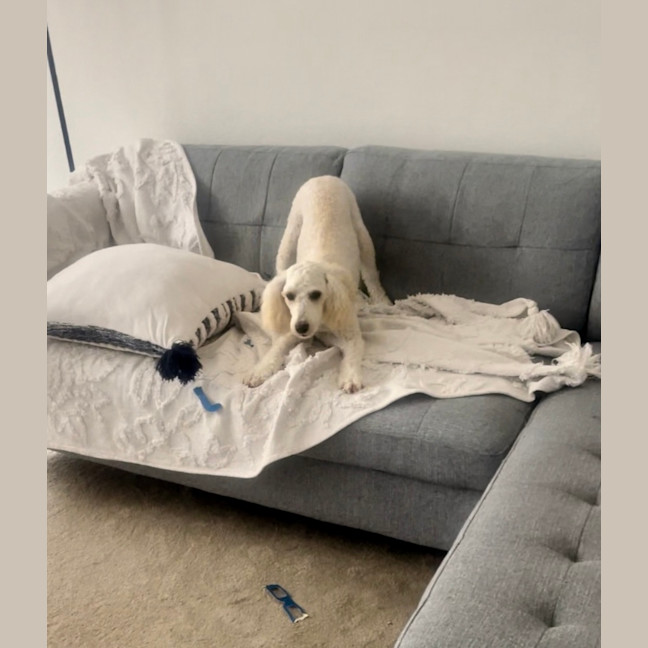 Photo of Waffle