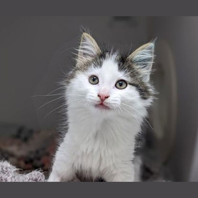 Photo of Pumpkin