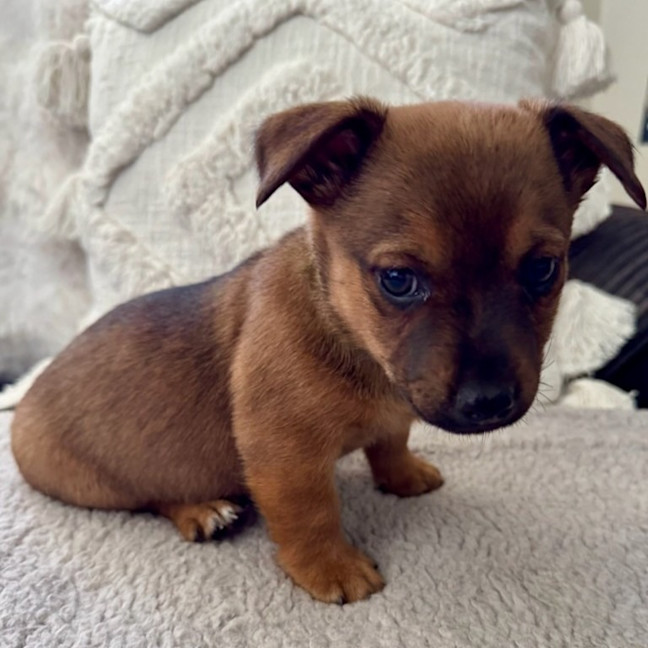 Photo of Marshmallow