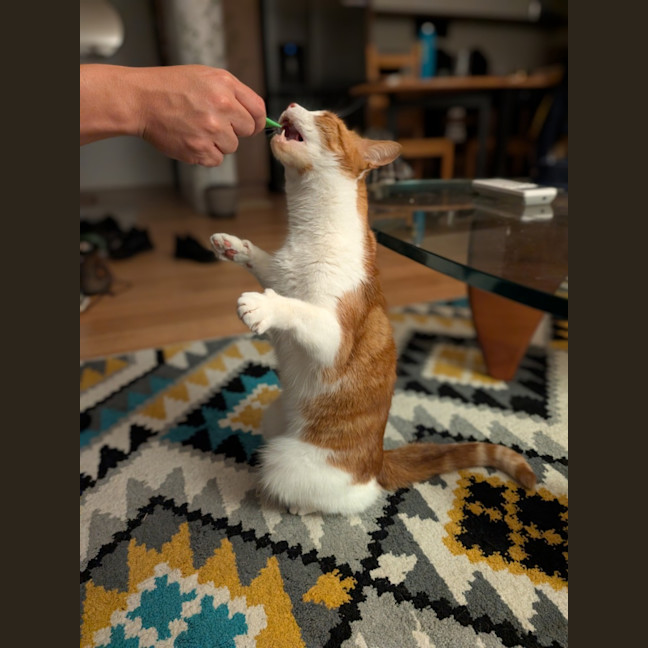 Photo of Gingie   In Foster Care In Brunswick East