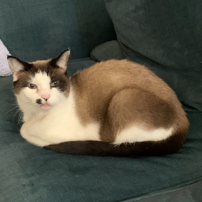 Photo of Pixie