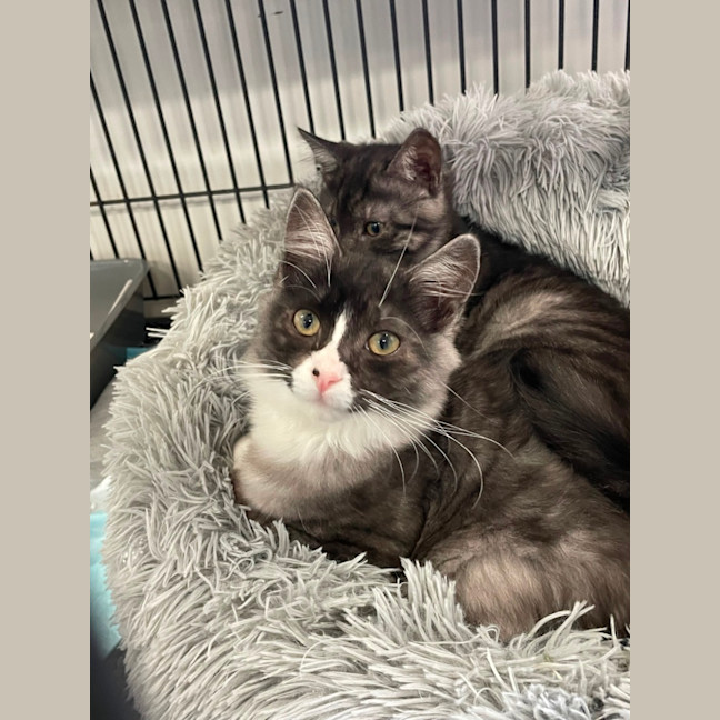 Photo of Mary Kate And Ashley