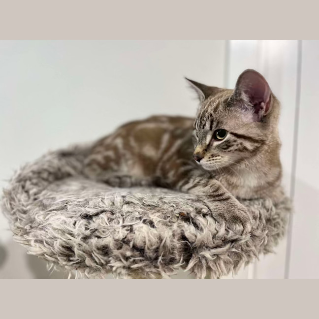 Photo of Chevy