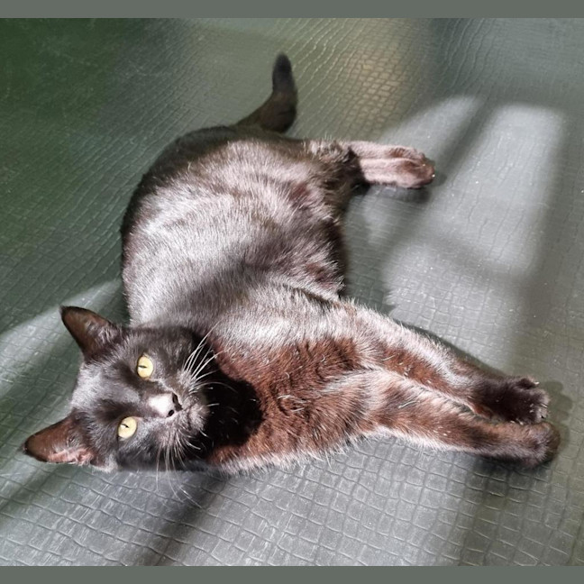 Photo of Otis