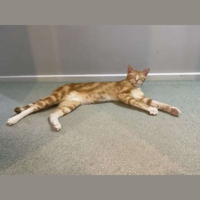Photo of Buzz