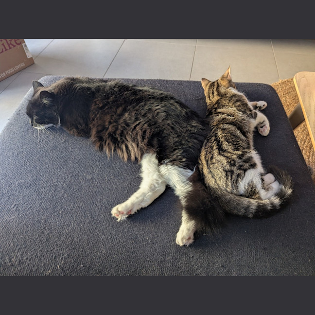 Photo of Dottie Golden