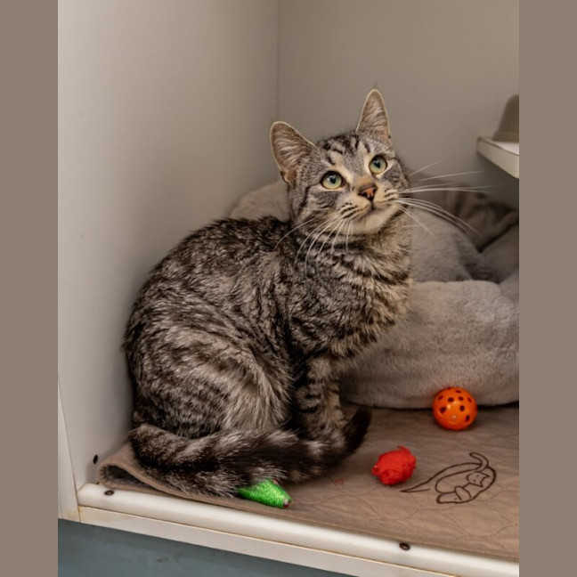 Photo of Bunny Rabbitt