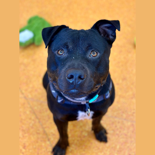 Photo of Bear