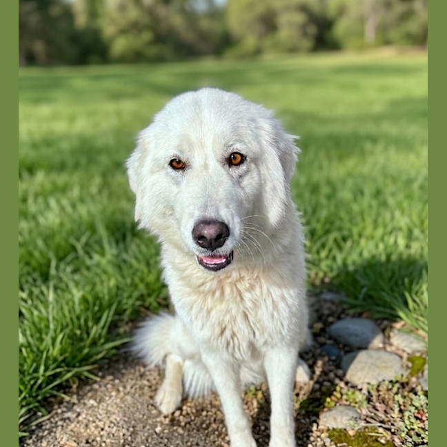 Photo of Ruby