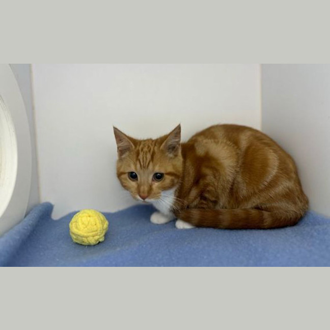 Photo of Ginger
