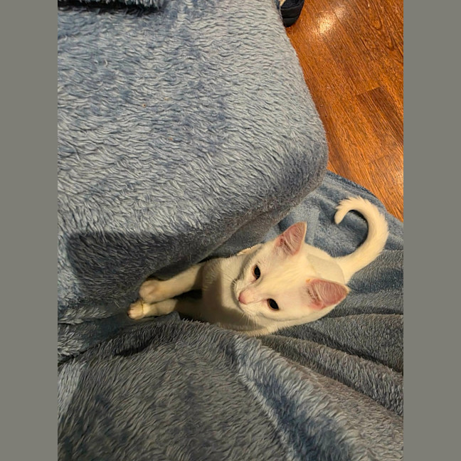 Photo of Marshmellow