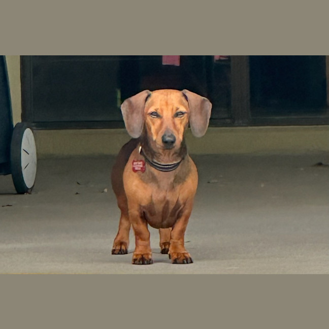Photo of Miley And Memphis