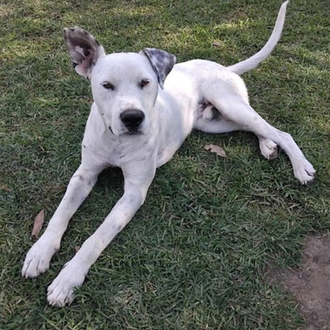 Photo of Snowy