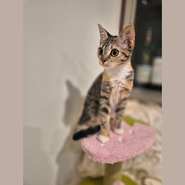 Photo of Kiki