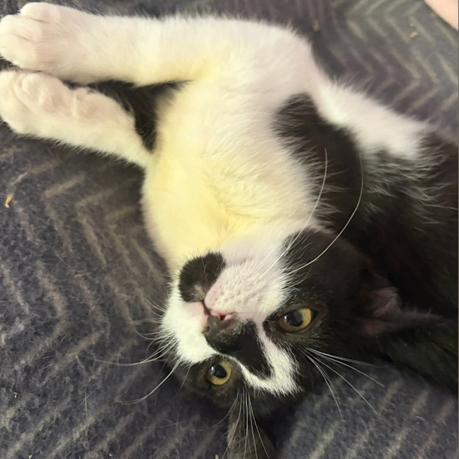 Photo of Diamond