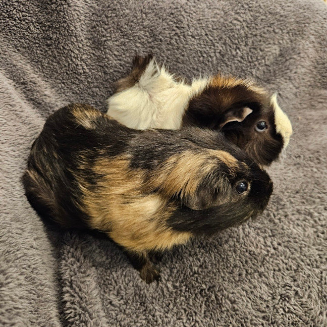 Photo of Daisy & Poppy