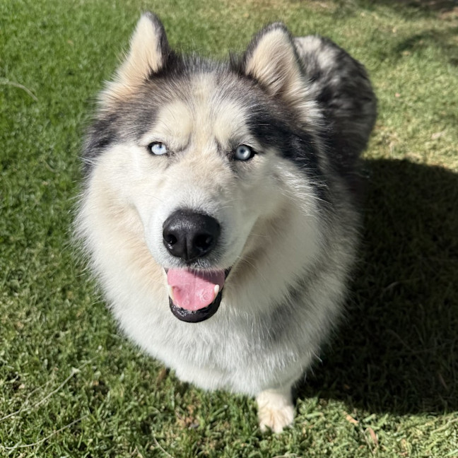 Photo of Iko
