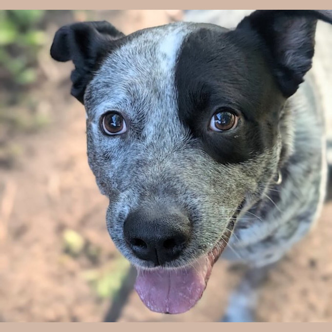 Photo of Bluey