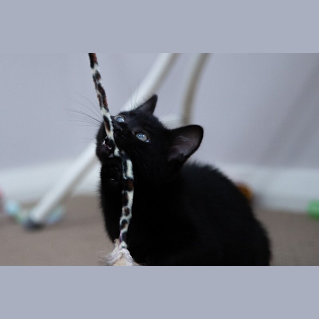 Photo of Princess