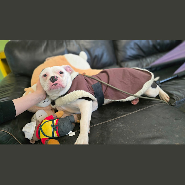Photo of Kimbo