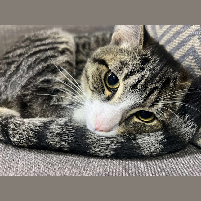 Photo of Paco