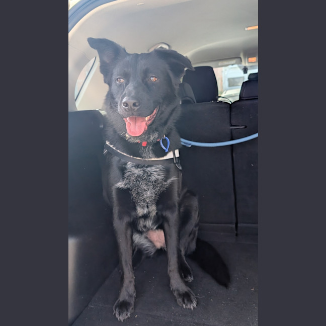 Photo of Zara   2 Year Old Border Collie X Kelpie