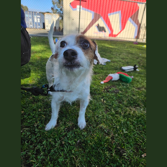 Photo of Patch