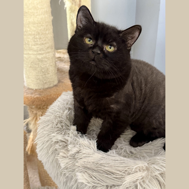 Photo of Diaz And Gucci