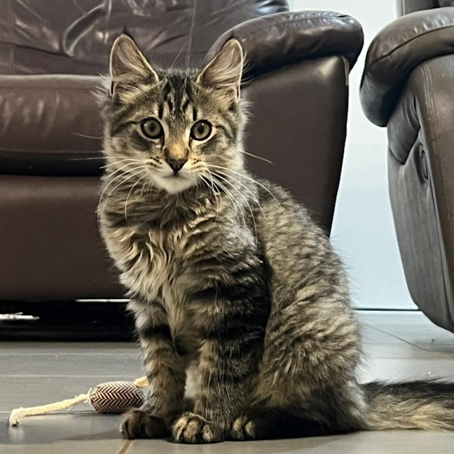 Photo of Mochi